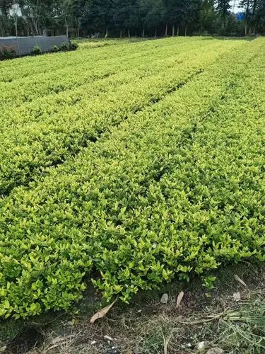 降雨频繁暴露园林管理问题，专家呼吁加强治理措施