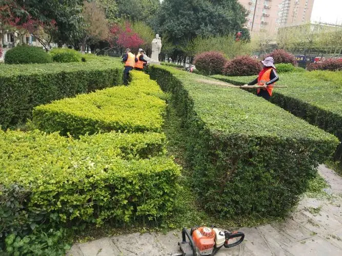 任丘市政道路绿化